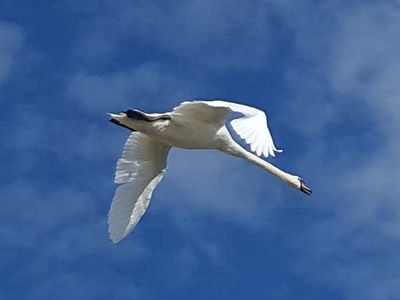 texte alternatif a remplacer