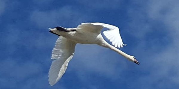 texte alternatif a remplacer